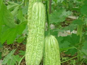 9��ʳƷ˭�Ǽ��ʹھ�