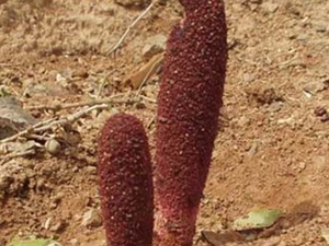 ����Ϊ�ٳ�����ҩ