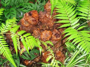 �ϳ�����ҩ����