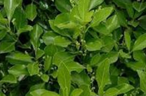 �ļ���Ĺ�Ч������