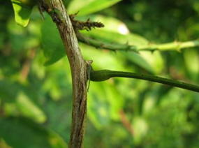 ���ܰ��г�ҩ���ڵ�����ҩ��