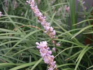 �ٺϿƲݱ�ֲ�����Ŷ�