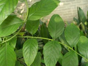 ��������ƽ�� Ϩ�綨��