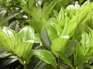 �ٺϿƲݱ�ֲ�����������