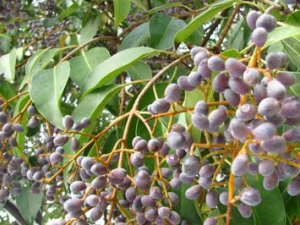 ��ľֲ��Ů���ӵĹ�Ч������