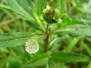 �տƲݱ�ֲ��ī����������