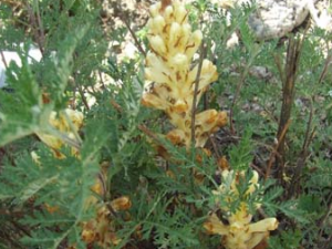 �е���ֲ���е��ĸ���