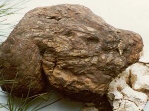 ��ҩ����Ч����