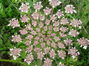 �ϳ�����ҩ�ߴ��ӵĹ�Ч������