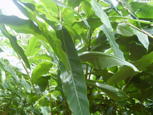 �ݹ��Ĺ�Ч��������ʲô