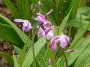 ��ܸ�Ĺ�Ч������