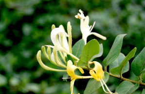 ����������Ʒ������