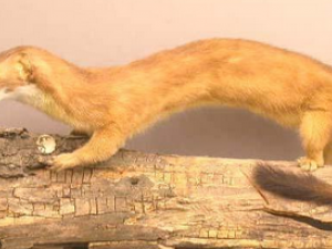 ����������ƶѪ