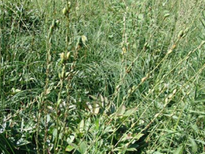 ֪ĸ�Ĺ�Ч������