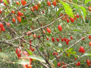 �ع�Ƥ�Ĺ�Ч������