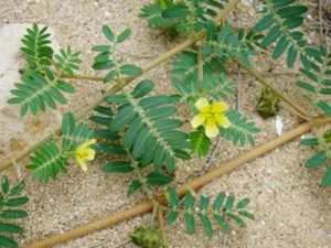 ��޼�Ĺ�Ч������