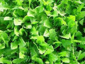 �����Ȳ����伢 �����Ƽ�