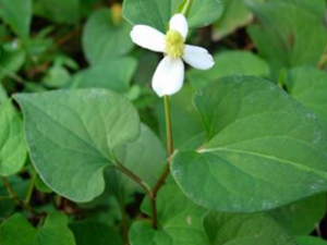 ���Ȳ����Ƚⶾ�ο���