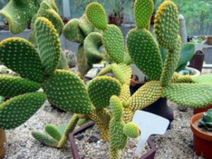 �����ƿ��λ�ŧ���ж���