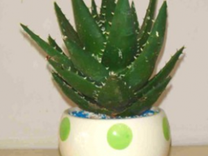 «��Ҳ�и����� ��Щ�˼���«��