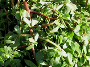 4��ʳ���׵����и�����