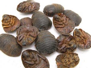 �ϳ�����ҩ�����Ĺ�Ч������