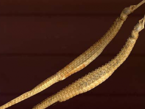 �ٳ�����ҩ�����Ĺ�Ч������