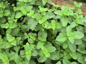 �������ݱ�ֲ���㻨��