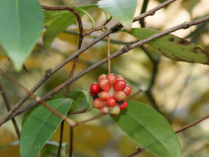 ��Ԯ״��ľ��ɳ��