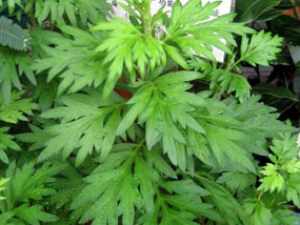 �������ݱ�ֲ�����°�