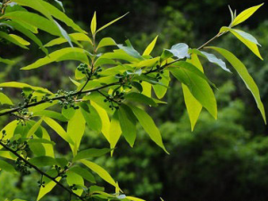 ���̹�ľ����Ǽ����