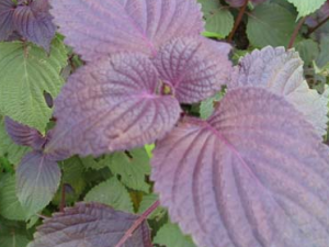 ������ҩ���յĹ�Ч������