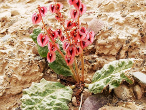 ����й���к���Ѫ����������