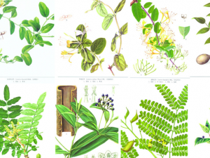 θ���޼��Ĳ��˿�ʳЩ��θ�ķ���