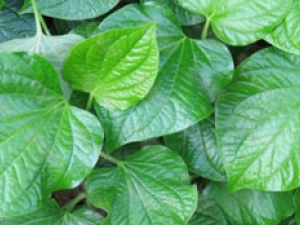 ���X���в�ҩ���ƣ����X��