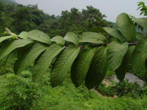 ����(��ҩ��ֲ����:����)