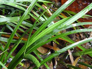 ������ҩ���ѵĹ�Ч������