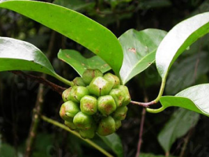 ���ϻ�(��ҩ��ֲ����:������ζ��)