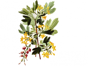 �ڿ�����ϸ�������� �ܺ����ż����ʡ�