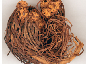 ���������Ϸ���ҩ��