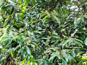 ������ҩ��֦�Ĺ�Ч