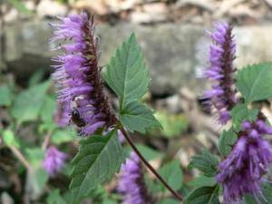 �ϳ�����ҩ��޸�Ĺ�Ч������