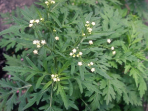 ���ݵĹ�Ч������