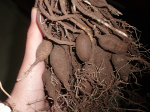 ����������̵����֤