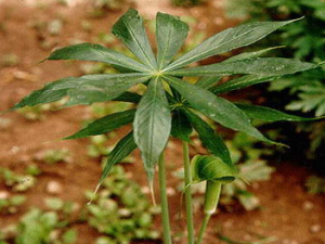 �������������ο��Դ���