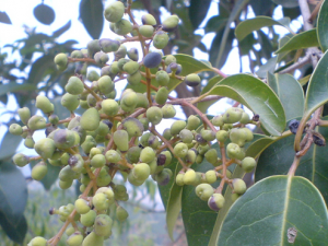 贝母瓜蒌散主治燥痰咳嗽