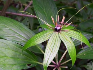 ���İ������������η�̵����֤