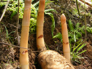 С����������̵�Ȼ���֤