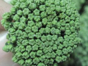 ����������Ƣ��̵ʪ����