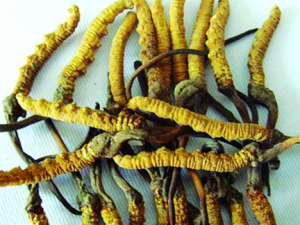 ѡ������ʳƷ�ļ���